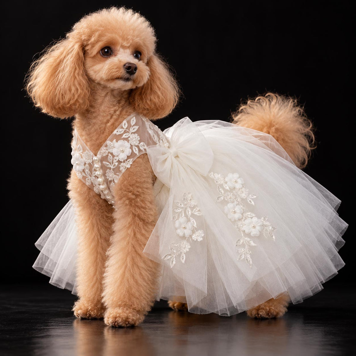Apricot poodle wearing the MOON FLOWER tulle wedding dress against a black background